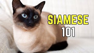 Siamese Cats 101 EVERYTHING You Need To Know  Pet Insider [upl. by Reviel]