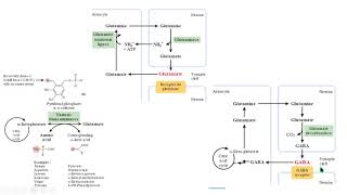 glutamine glutamate GABA transaminase glutamina transaminación glutamato biochemistry bioquímica [upl. by Ahsieuqal]