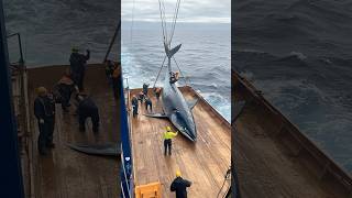 Crew Harvesting Huge Marine FishFishing Vessel OperationFishing VesselCrew WorkHuge Fish [upl. by Ennaharas810]