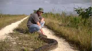 142quot Python Caught in Everglades [upl. by Derek16]