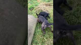 patterdale terrier caught rat with speed ratting [upl. by Artur]