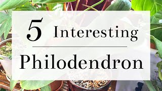 5 Uncommon Interesting Philodendrons [upl. by Ener]