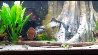 Wolfgangs diskus aquarium mit led [upl. by Ynoyrb413]