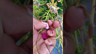 Moss rose flower time lapse viralvideo viralshort garden mossrose portulacaflower [upl. by Pincas130]