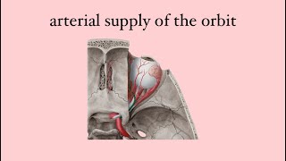 Anatomy of the eye arterial supply of the orbit [upl. by Hawkie]