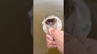 Nice snook Full video out now fishing tarpon fish snook snookfishing [upl. by Arondel]