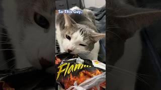 Aki Has A Problem… 🐱 cat cats pets catcomedy comedyshorts comedy shorts catvideos [upl. by Nnaeirb]