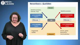 Einteilung der Nervenfasern MEDILEARN OnlineKurs [upl. by Ainorev]