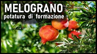 POTATURA FORMAZIONE MELOGRANO [upl. by Tristan]