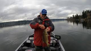 Lake Sammamish Bass March 2021 [upl. by Garcon]