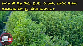 మిరప తోటలో తెల్లదోమ పచ్చదోమ పైslr 525 insecticidenagarjuna index fungicideSLR525White flythrips [upl. by Akimihs]