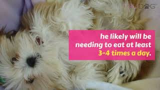 What Should My Lhasa Apso Eat [upl. by Nolad]