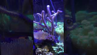 My gorgonian chandelier coral [upl. by Notse553]