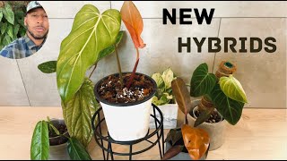 New Hybrid Plants aroids [upl. by Small]