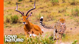 Antelope Narrowly Escapes Cheetah Chase  Predator Perspective  Love Nature [upl. by Leimad]