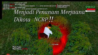 KOTA NCRP Menjadi Penanam MJ Merjuana Di Gta Samp NCRP [upl. by Mirisola671]