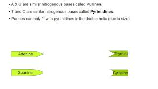 nucleotides and polynucleotides [upl. by Aihsemaj300]