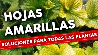 5 Razones por que se ponen AMARILLAS las HOJAS de las plantas Como Solucionar [upl. by Constantino586]