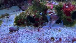 Octopus briareus hunts hermit crabs [upl. by Harifaz]