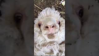 Oveja Sorprendiendo 🐑🤣 Final inesperado 🙊😂 [upl. by Iaras]