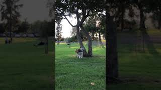 Siberian Husky Barking  mad that the host leave him far away😂 [upl. by Rice]