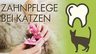 Zahnpflege bei Katzen  Welche Krankheiten gibt es was kann man tun [upl. by Dalpe]