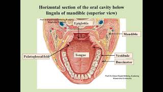 Anatomy of the oral cavity [upl. by Sib]