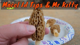 Tips On Identifying Edible Morel Mushrooms Vs False Morels [upl. by Jurkoic]