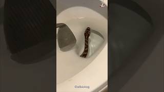 Serpiente saliendo del baño 🚽🐍 [upl. by Steffi]