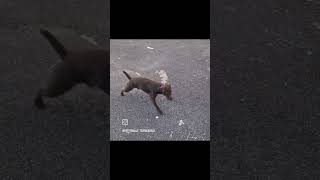 urban Ratting with Rollo the patterdale terrier [upl. by Ravel]