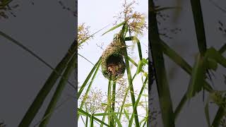 Baya Weaver Birds Building Nest in Stunning 4K  Fascinating Bird Behavior shorts youtubeshorts [upl. by Adialeda]