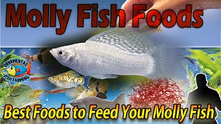 Best Foods to Feed Your Molly Fish  Molly Fish Foods [upl. by Durkin]