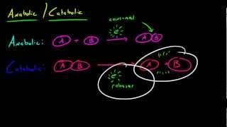 Biology Lecture  28  Anabolic and Catabolic Reactions [upl. by Sana455]