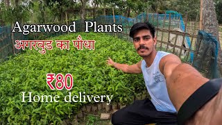 Agarwood Plant  अगरवुड का पौधा  BJB NURSERY [upl. by Alica]