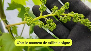 Comment je taille la vigne pour une meilleure croissance  2023 [upl. by Linson963]