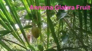 Annona Glabra Fruits Pond Apples [upl. by Cyb]