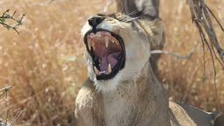 Lioness yawn Chobe National Park Botswana [upl. by Ahsiat]