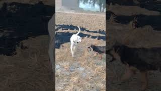 German shepherd puppies Vs Bulli Puppies Pakistani [upl. by Furtek]