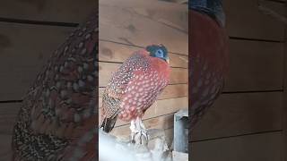 Bażant tragopan tyminek samiec i samica [upl. by Hekking878]