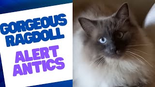 Why Ragdoll Cats Are So Alert and Sensitive [upl. by Griseldis658]