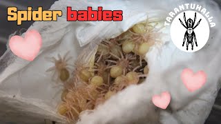 Tarantula breeding curse lifted [upl. by Draner39]