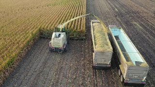 Corn Silage For Dairy Farm [upl. by Tanitansy449]