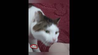 He cute but he bite 😼 catlovers catvideos tabbycats [upl. by Takakura]