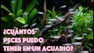 ¿Cuántos peces puedo mantener en un acuario [upl. by Legnaros]