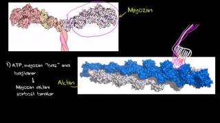 Kaslarımız Nasıl Çalışır Miyozin ve Aktin Hareket ve Destek Sistemi Sağlık Bilgisi ve Tıp [upl. by Ierdna]