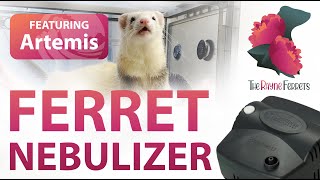 Artemis  Ferret Nebulizer Treatment [upl. by Marybeth]