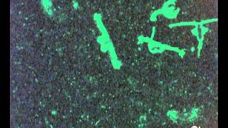 Free swimming and feeding copepod 5 [upl. by Dietz]