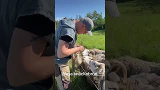 Knäckebröd är gott livetpålandet rurallife sheep sweden [upl. by Photima]