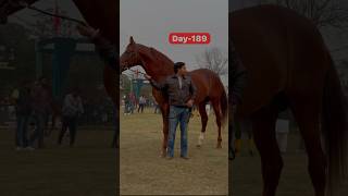 200dayschallenge With Horses Day189200 Stallion Ring Moga Show minivlog [upl. by Hance]