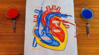 Heart Working Model  Blood Circulation model Human Circulatory System Heart model Science Project [upl. by Emya]